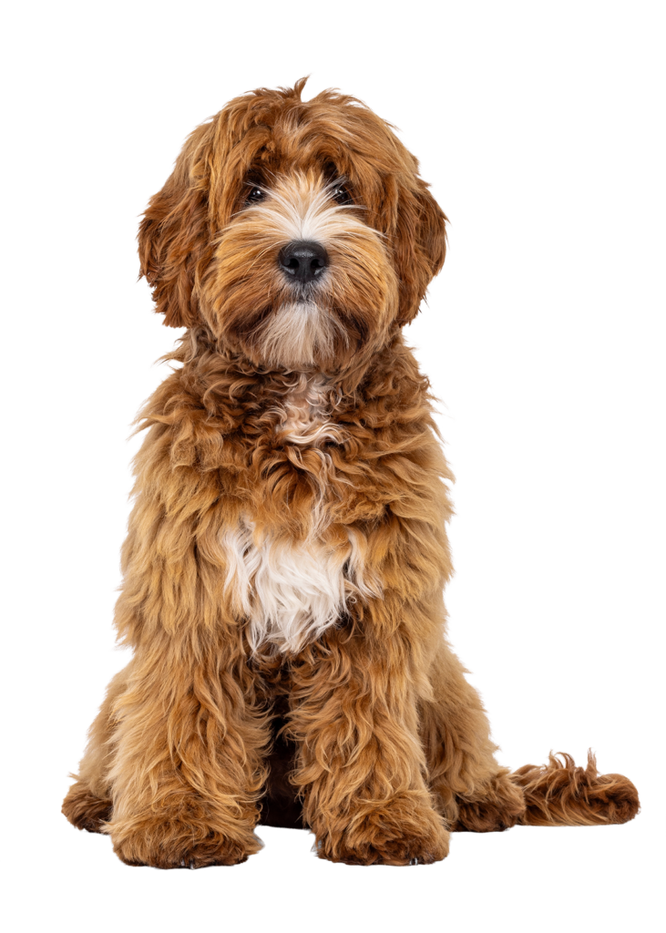 Labradoodle Hundetraining