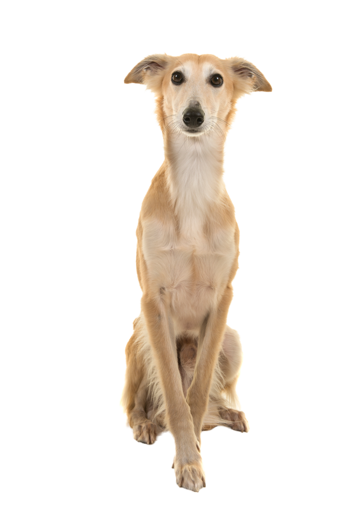 Hundetraining Whippet