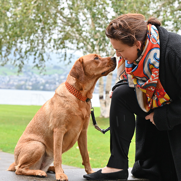 Junge Hunde richtig trainieren - Hundetraining