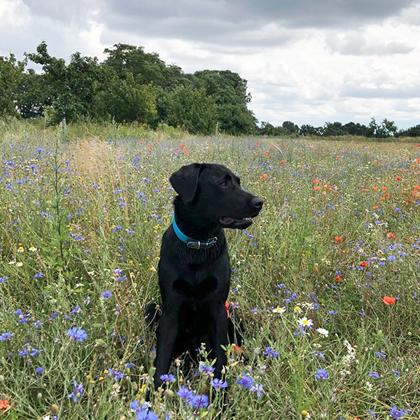 Labrador Hundetraining Natur